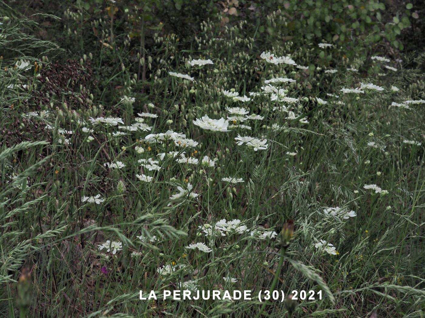 White Lace-flower plant